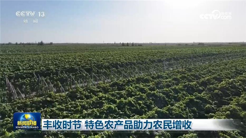 丰收时节 特色农产品助力农民增收