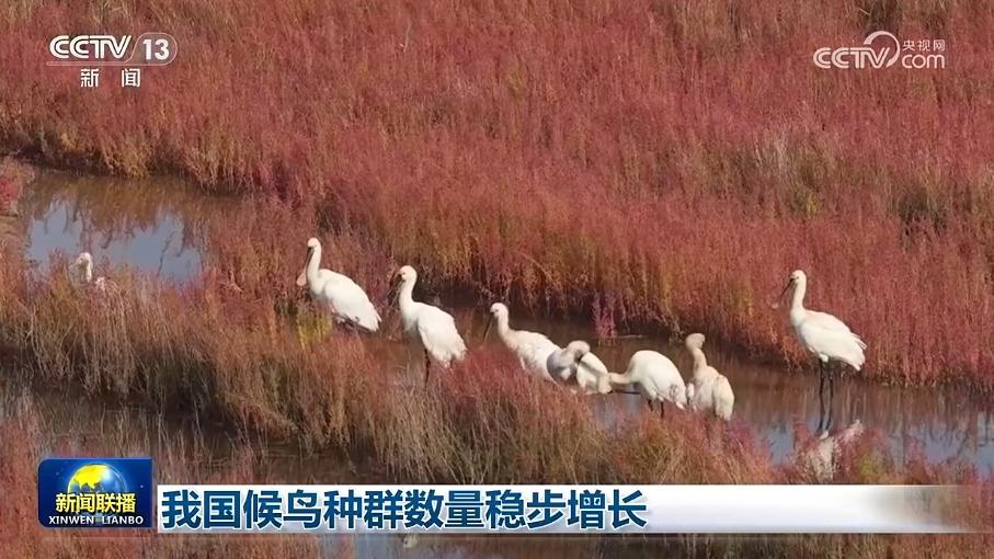 我国候鸟种群数量稳步增长