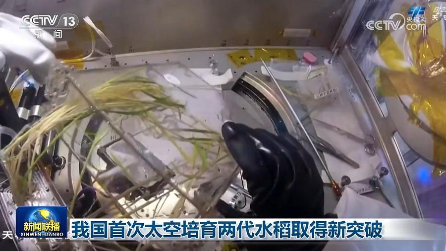 我国首次太空培育两代水稻取得新突破
